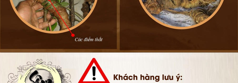 Cách phân biệt nhân sâm núi ngọc linh thật và giả