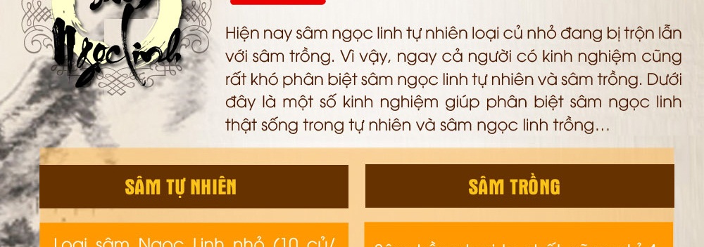 Cách phân biệt nhân sâm núi ngọc linh thật và giả