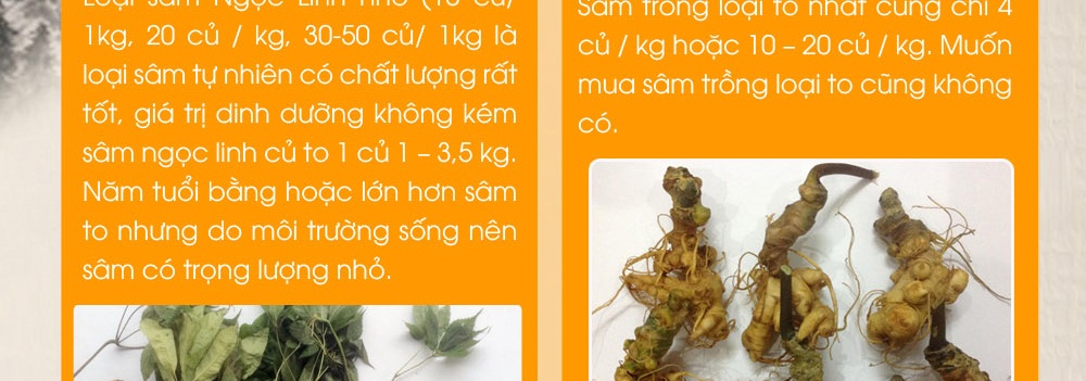 Cách phân biệt nhân sâm núi ngọc linh thật và giả