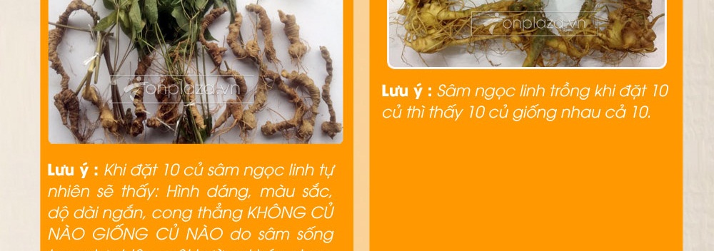 Cách phân biệt nhân sâm núi ngọc linh thật và giả