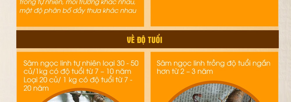 Cách phân biệt nhân sâm núi ngọc linh thật và giả
