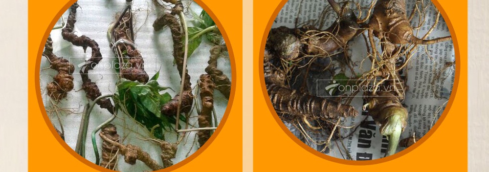 Cách phân biệt nhân sâm núi ngọc linh thật và giả