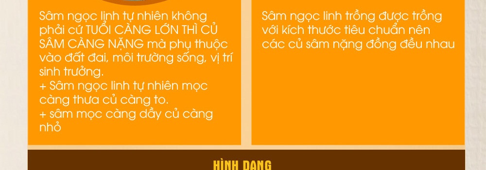 Cách phân biệt nhân sâm núi ngọc linh thật và giả