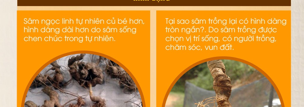 Cách phân biệt nhân sâm núi ngọc linh thật và giả