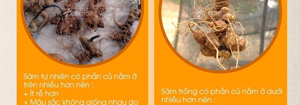 Cách phân biệt nhân sâm núi ngọc linh thật và giả