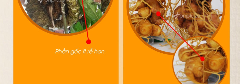 Cách phân biệt nhân sâm núi ngọc linh thật và giả