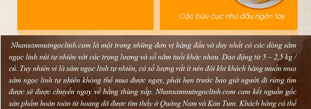 Cách phân biệt nhân sâm núi ngọc linh thật và giả