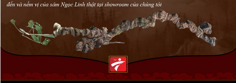 Cách phân biệt nhân sâm núi ngọc linh thật và giả